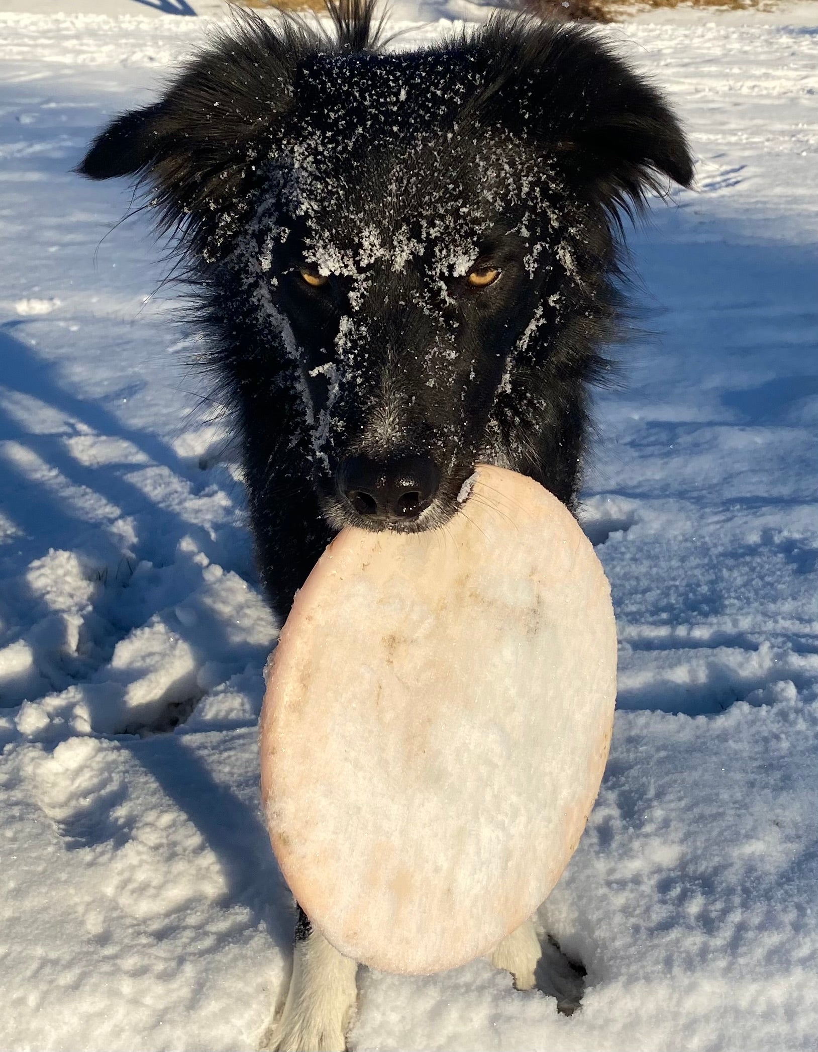 Jack the border collie standing in snow with a frisbee in his mouth, snow on his face