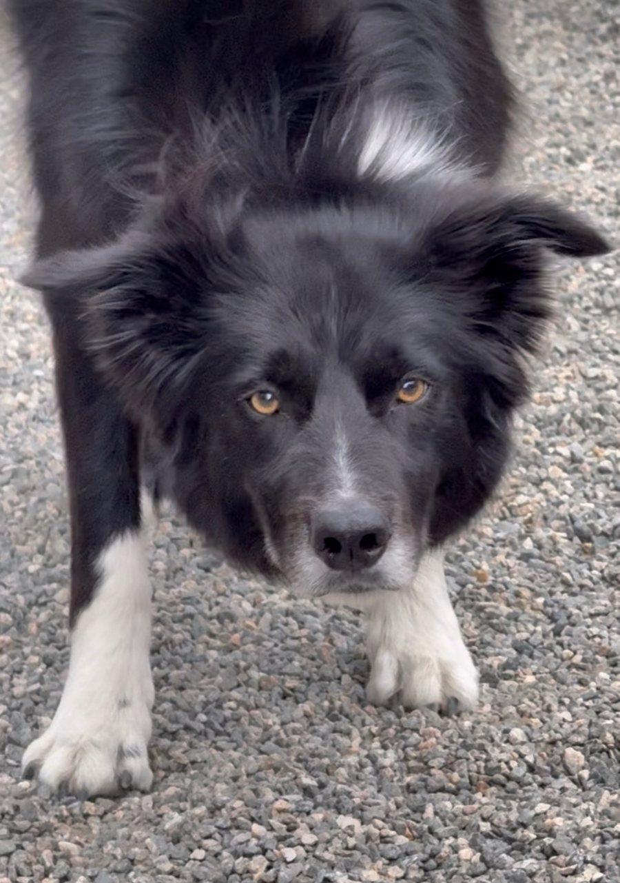 Jack the border collie in a low crouch, staring down the lens